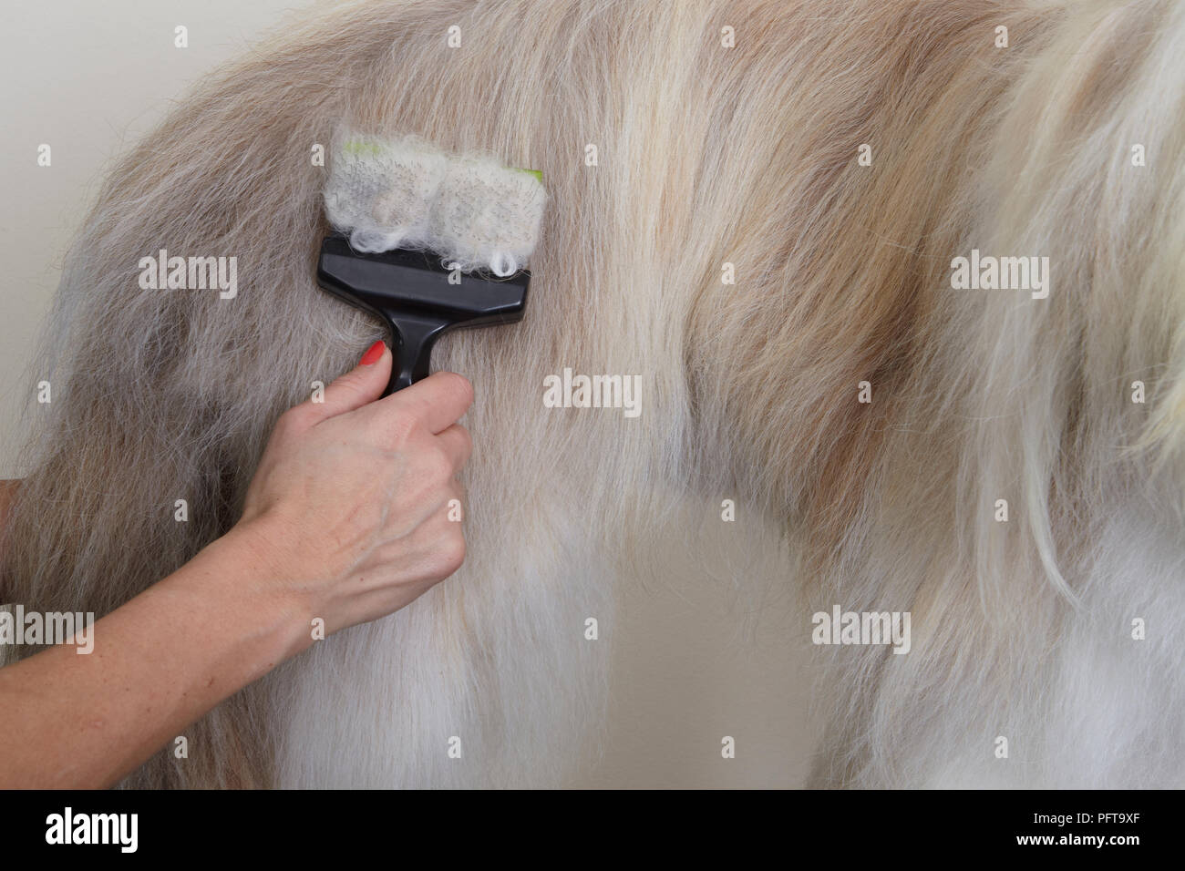 Bearded Collie, brushing coat in grooming parlour Stock Photo