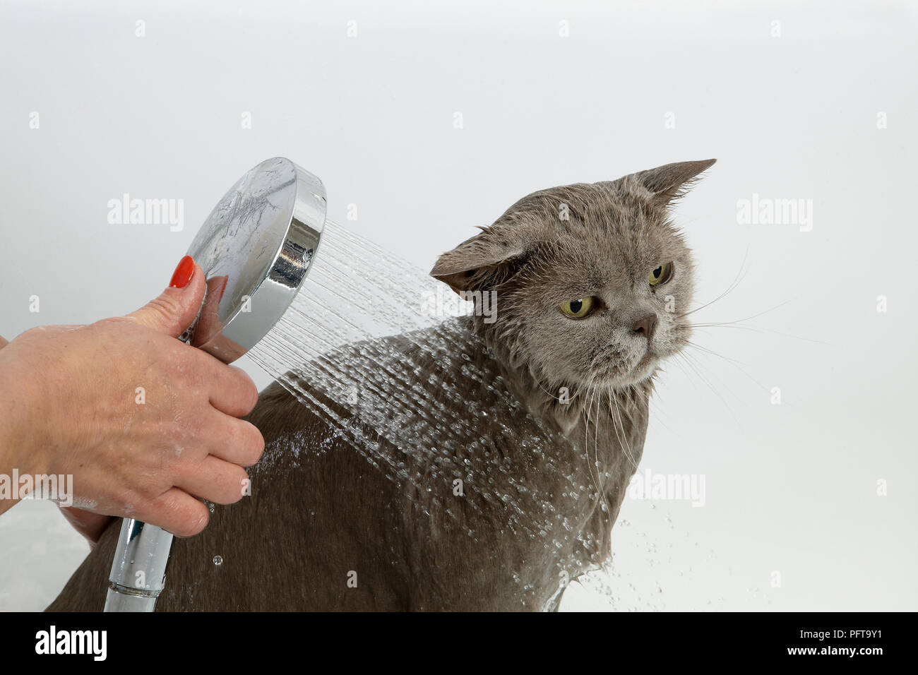 Blue British Shorthair bathing Stock Photo Alamy