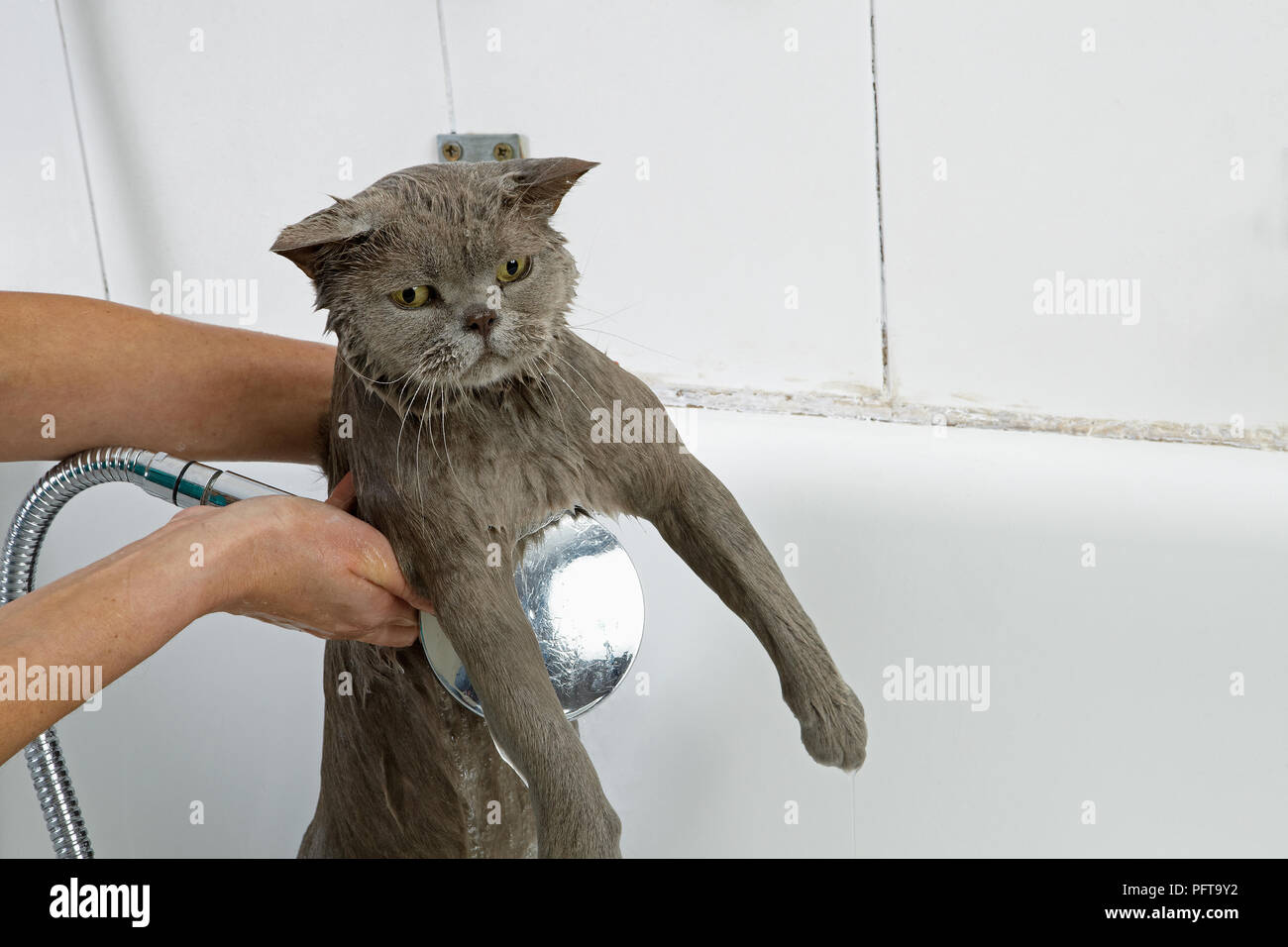 Blue British Shorthair bathing Stock Photo Alamy