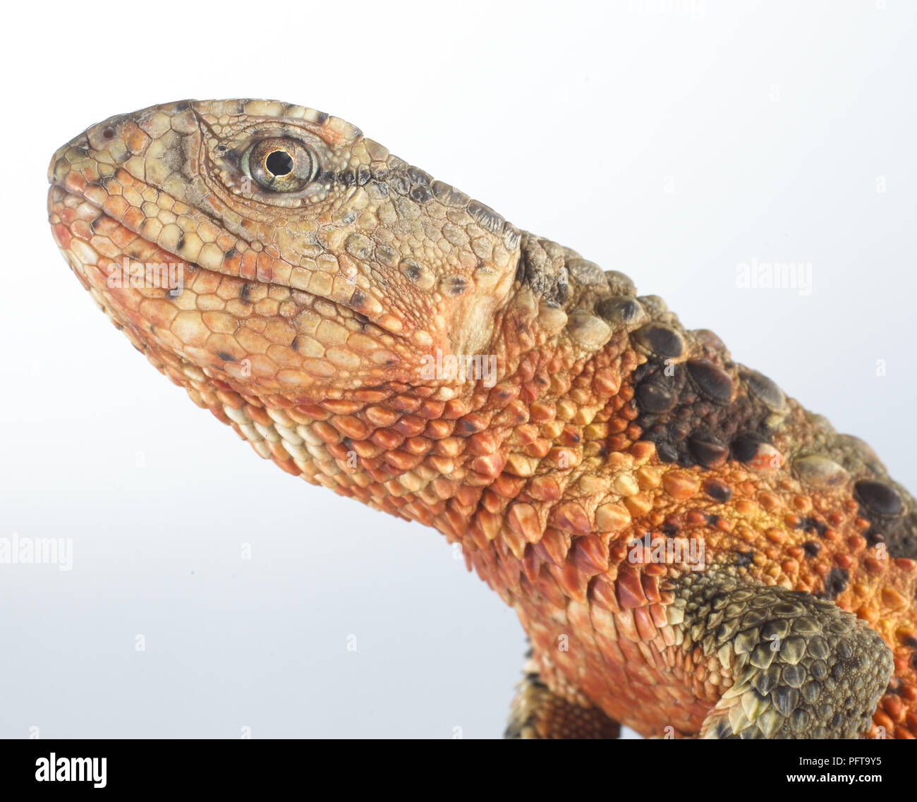 Chinese crocodile lizard (Shinisaurus crocodilurus). Head detail Stock Photo