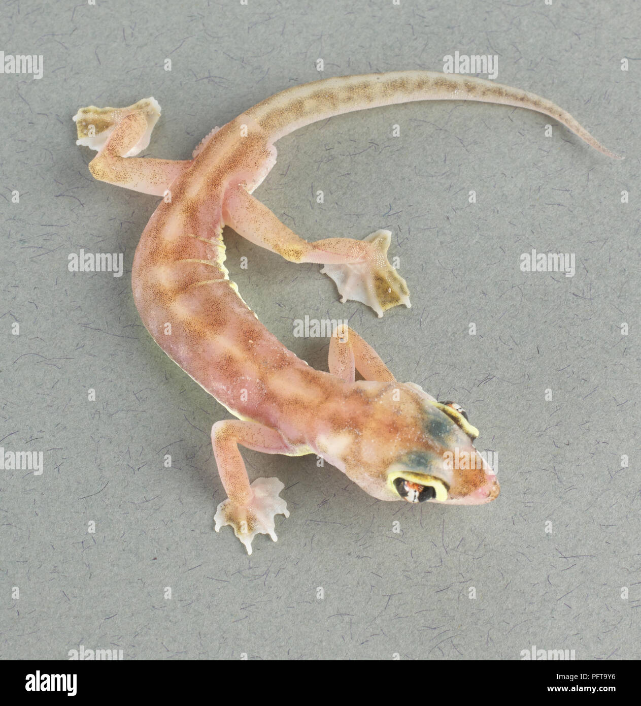 Web-footed gecko (Palmatogecko rangei) Stock Photo