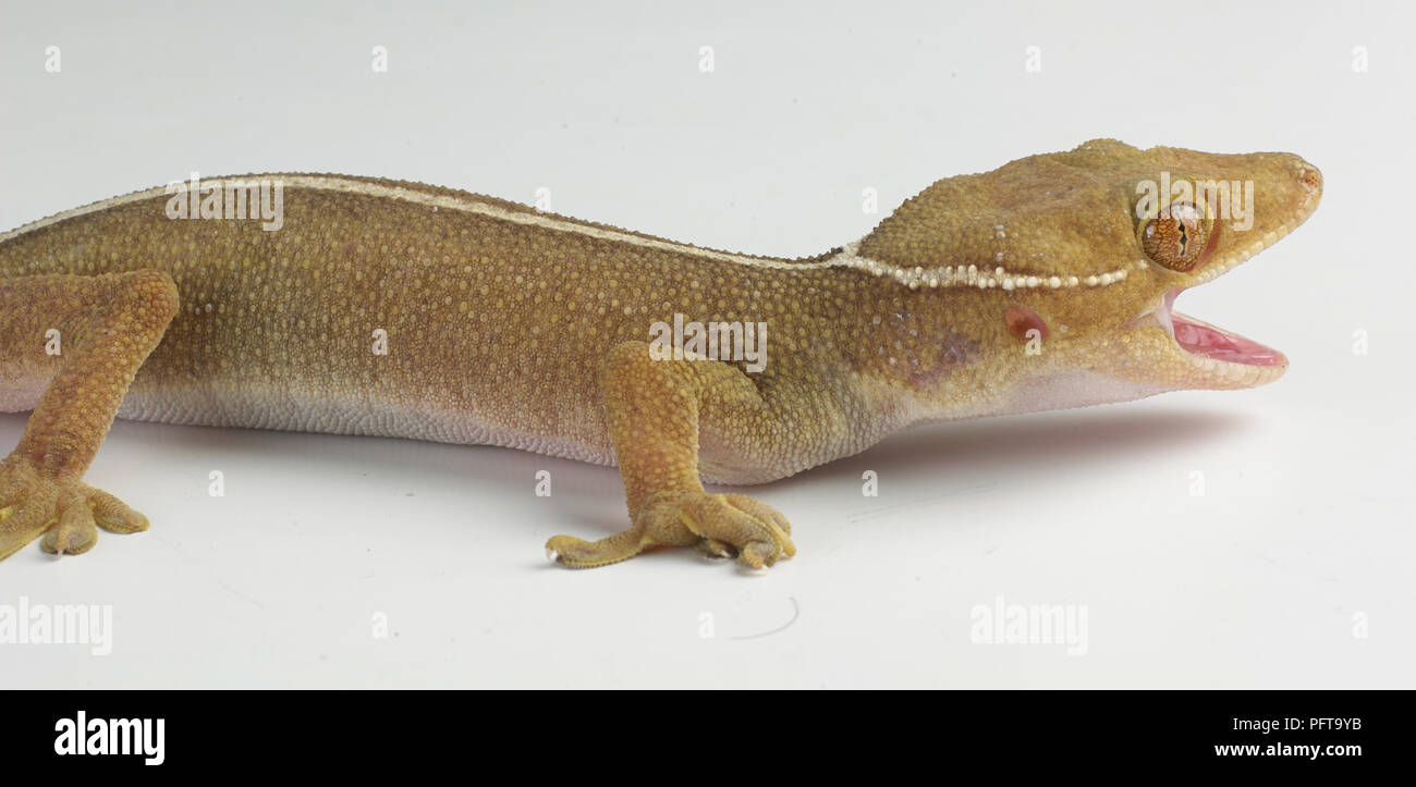 Palm gecko (Gekko gecko). Stock Photo