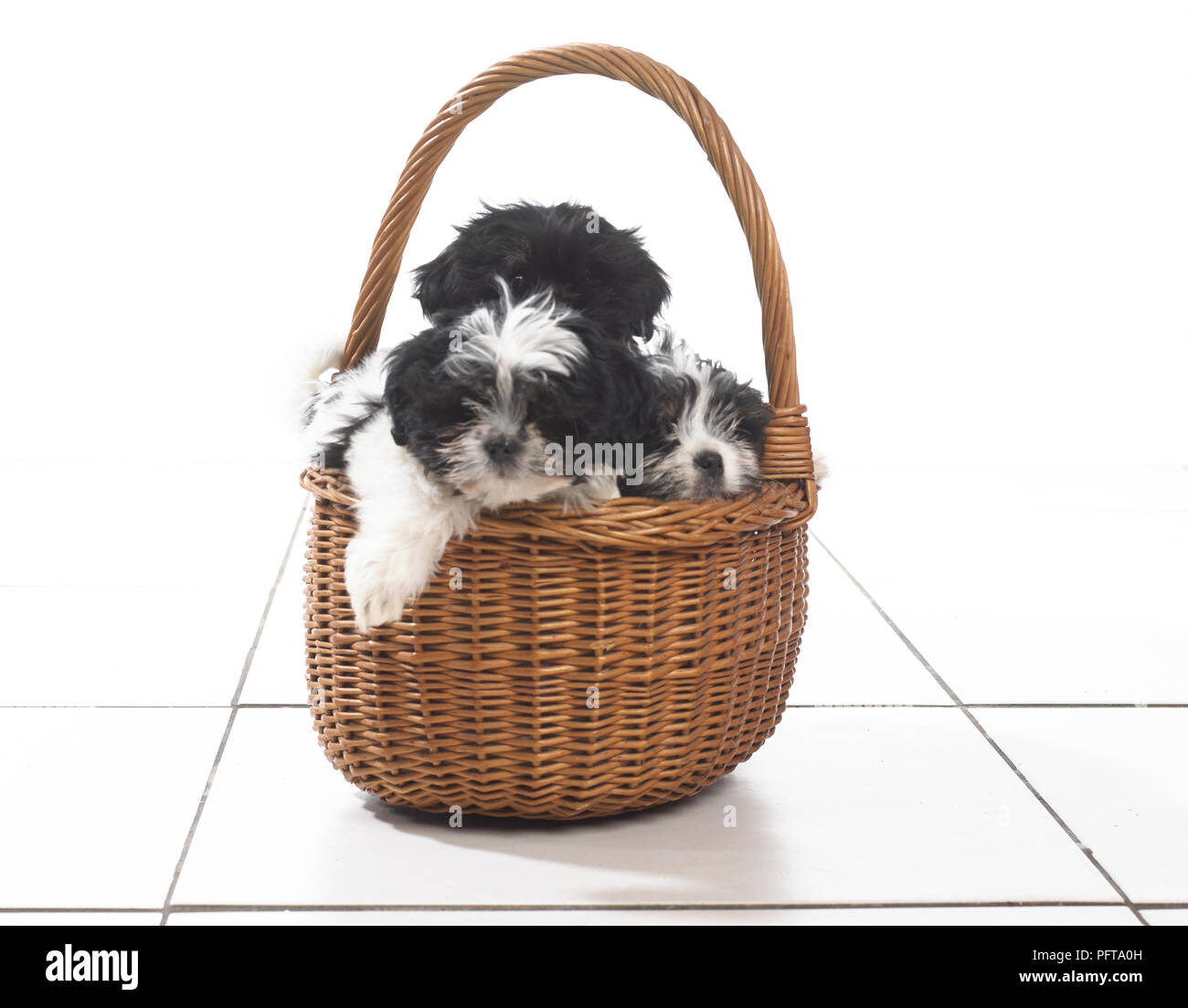 Three black and white puppies sitting in wicker basket Stock Photo