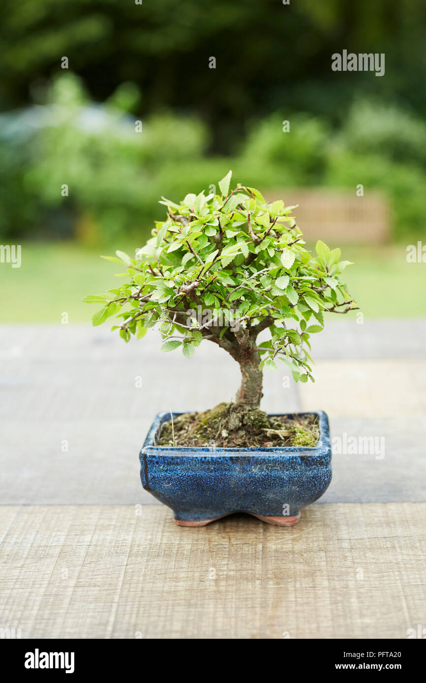 Ulmus parviflora (Chinese elm) bonsai tree Stock Photo
