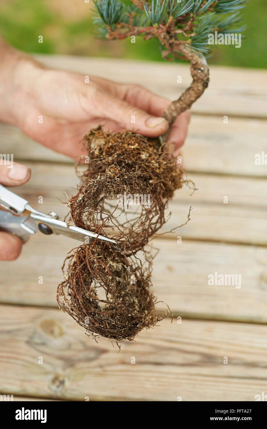 Preparing five-needle pine for bonsai Rock Planting, trimming off roots Stock Photo