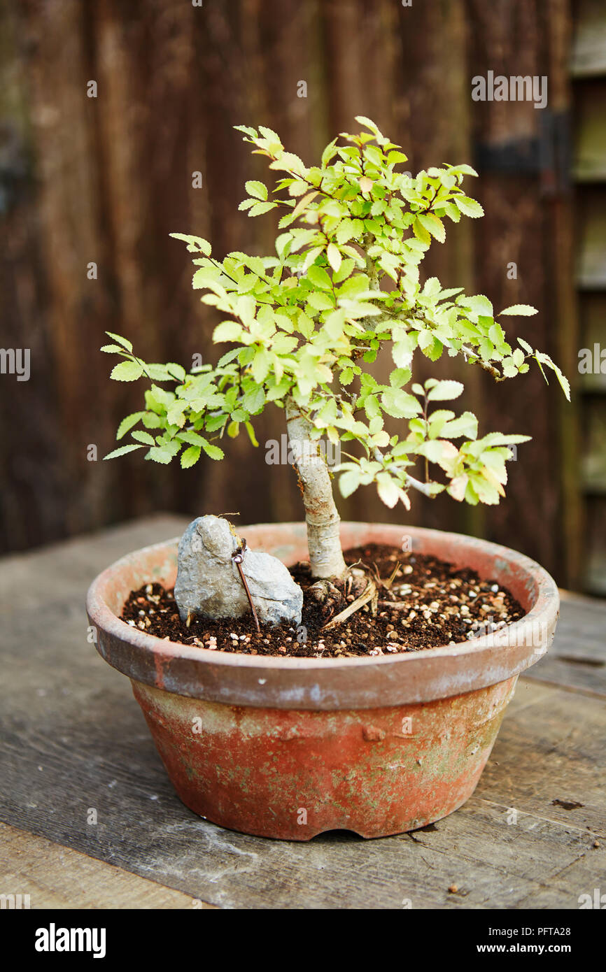 Bonsai Ulmus parvifolia, Chinese Elm, trained to grow root-over-rock Stock Photo