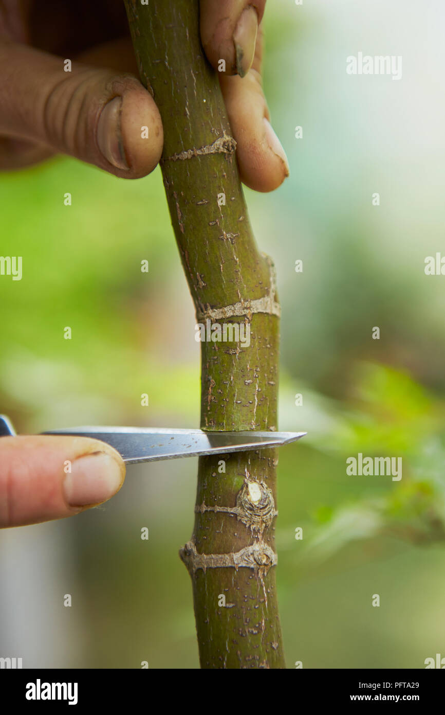 Creating bonsai Air Layer Acer palmatum (Japanese Maple), cutting into trunk with sharp knife Stock Photo