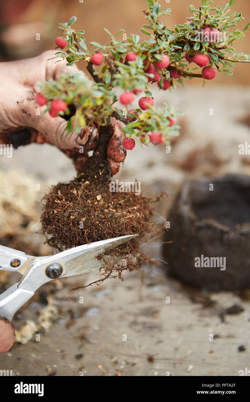 Creating a Keshiki Cotoneaster, cutting back roots from root ball Stock