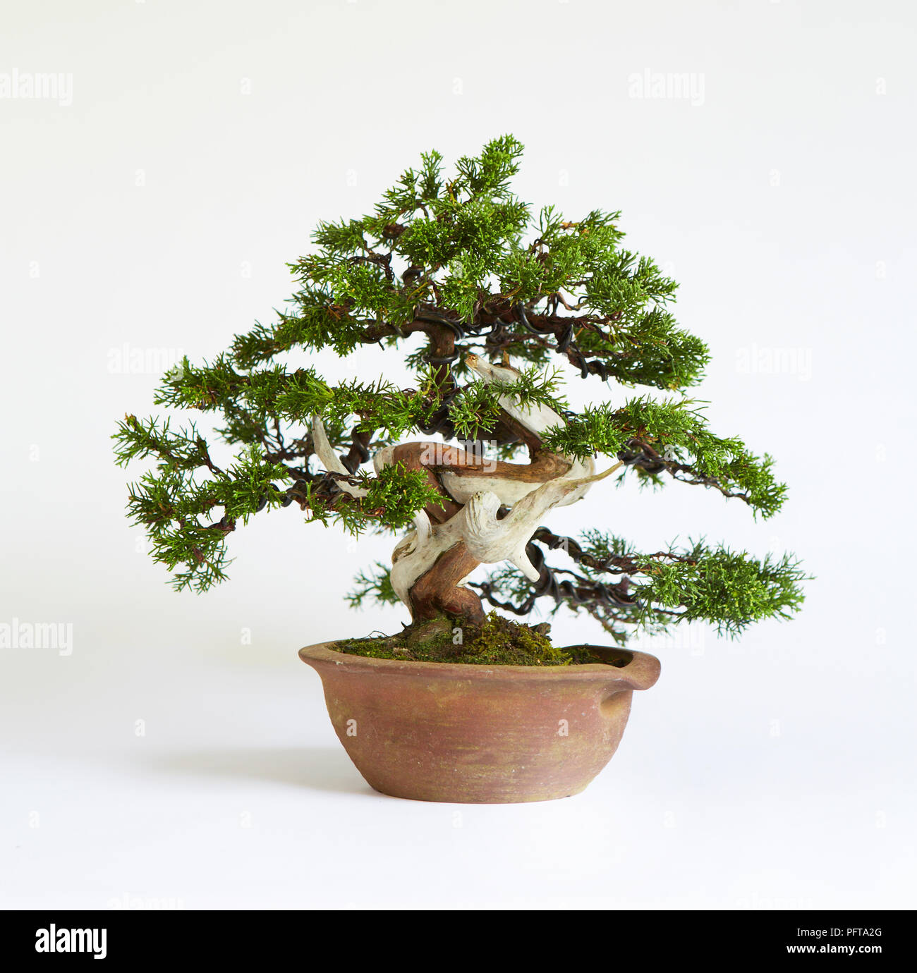 Bonsai Juniperus Chinensis 'Itoigawa' (Chinese Juniper) Stock Photo