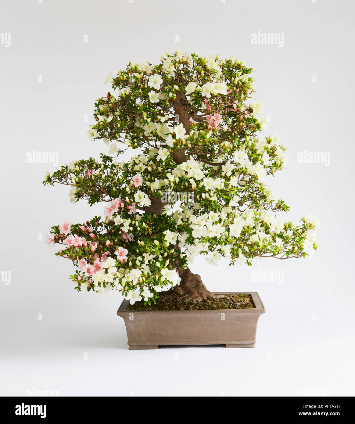 Bonsai Azalea (Rhododendron Satsuki) Stock Photo