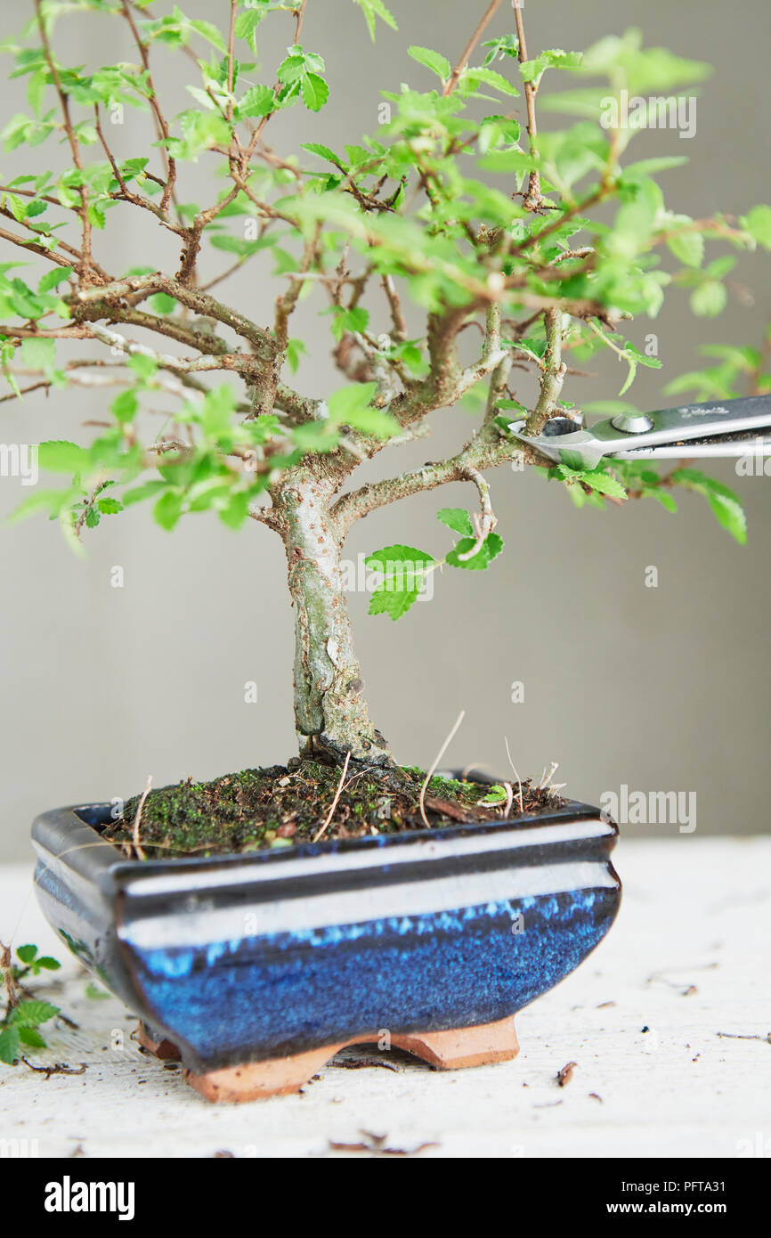 Ulmus parviflora (Chinese Elm), pruning branches Stock Photo