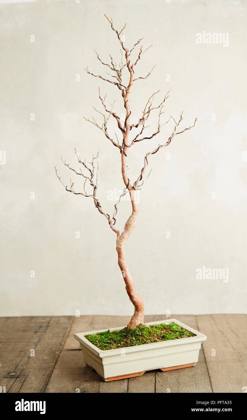 bonsai ficus ginseng umtopfen Ficus Ginseng – Bonsai Feige, 40–70 cm