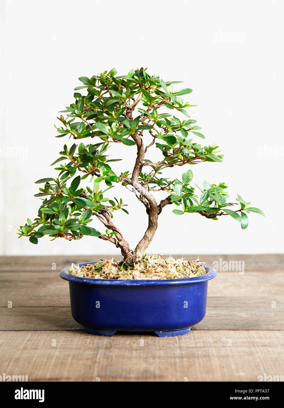Bonsai Azalea, finished tree Stock Photo Alamy