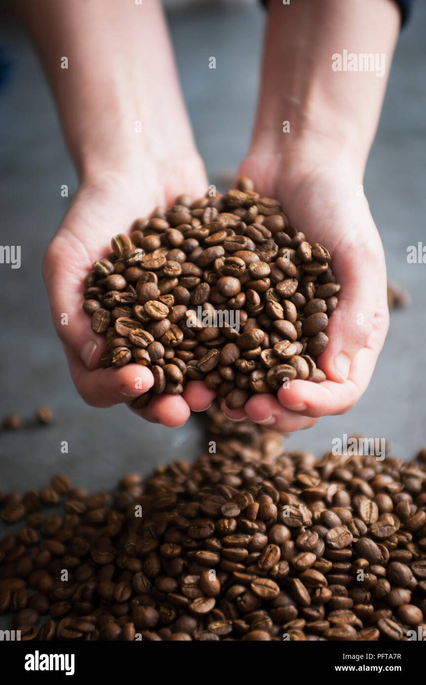 Two hands full of coffee beans Stock Photo