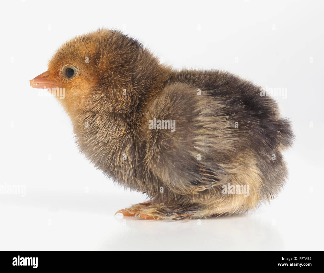 Pekin chick with brown feathers Stock Photo