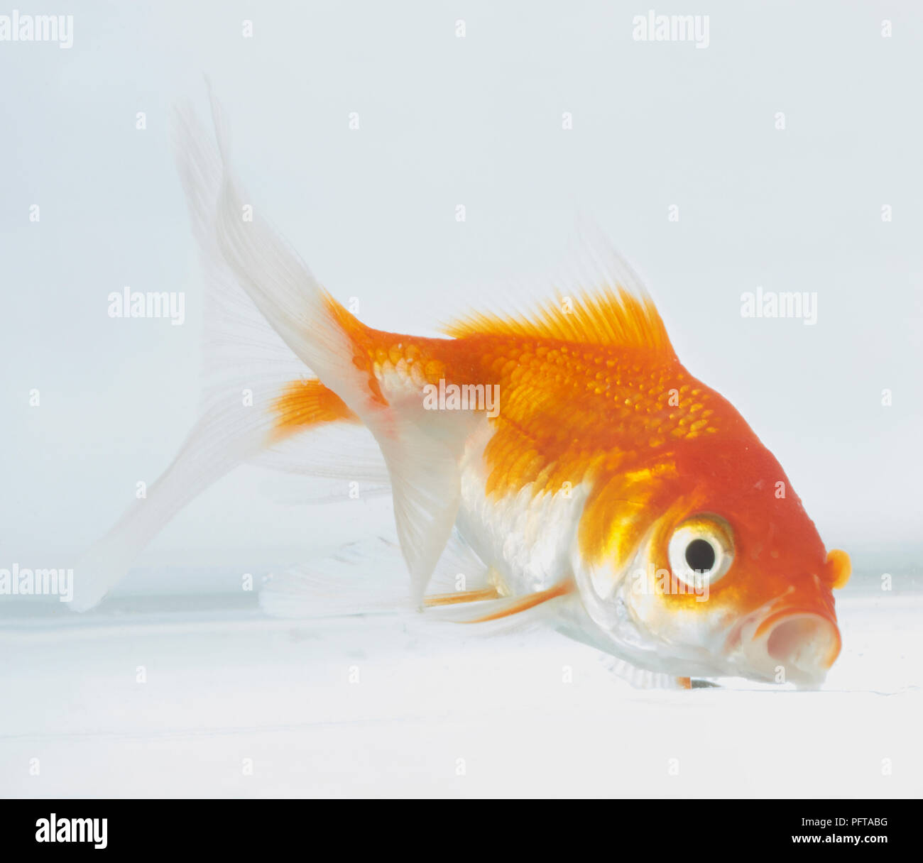 Fantail Goldfish Stock Photo