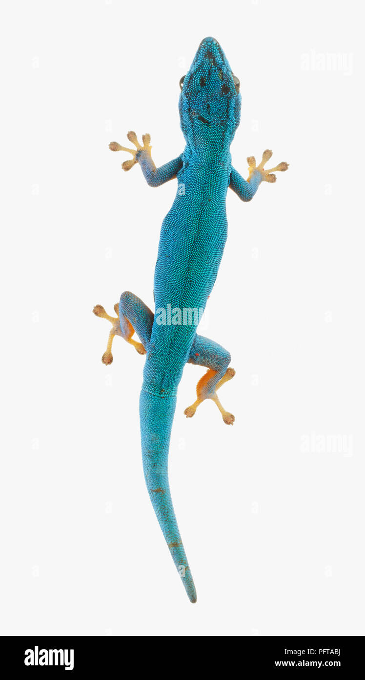 Turquoise Dwarf Gecko, William's Dwarf Gecko, Electric Blue Gecko (Lygodactylus williamsi) Stock Photo