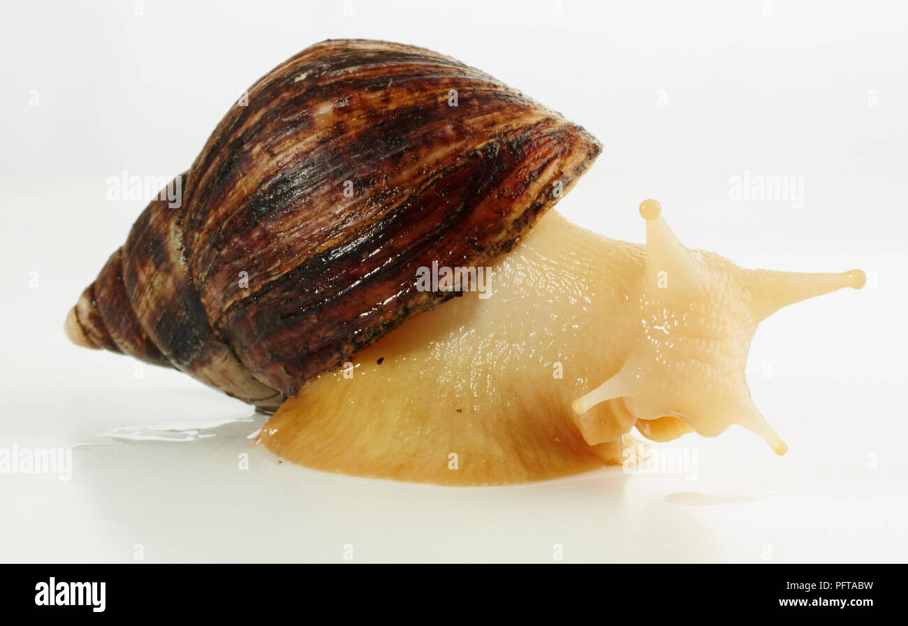 Albino land snail Stock Photo