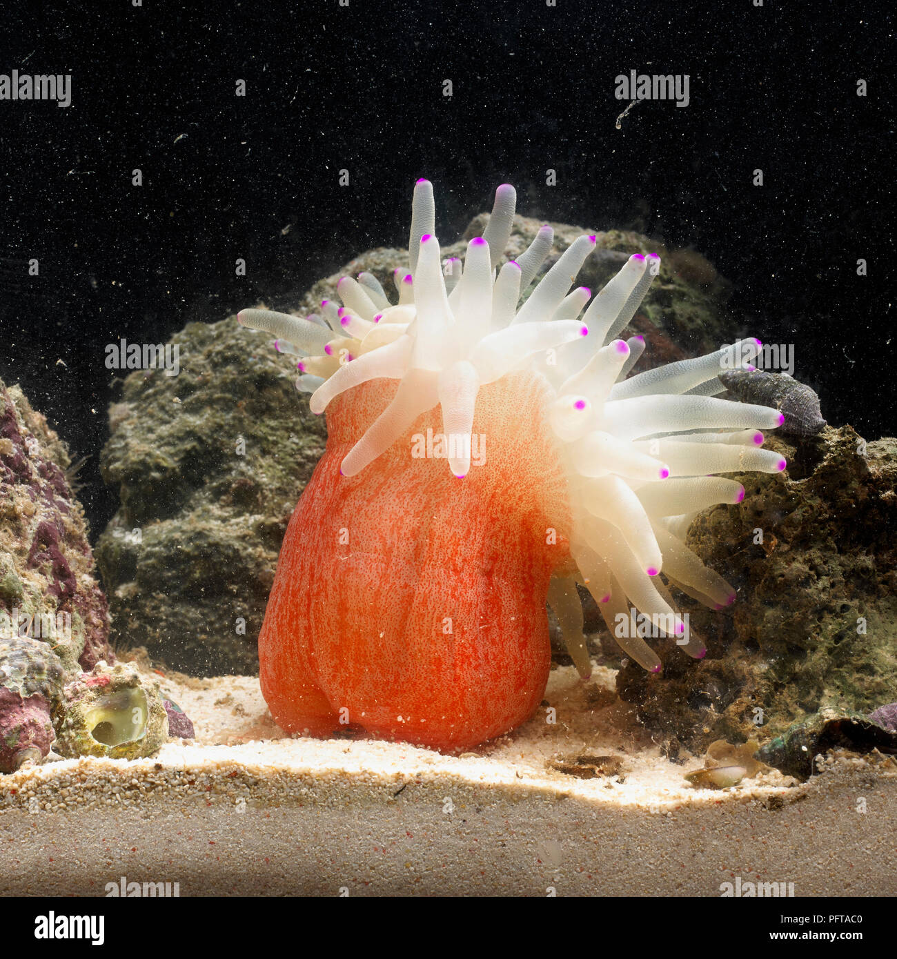 Sea anemone Stock Photo