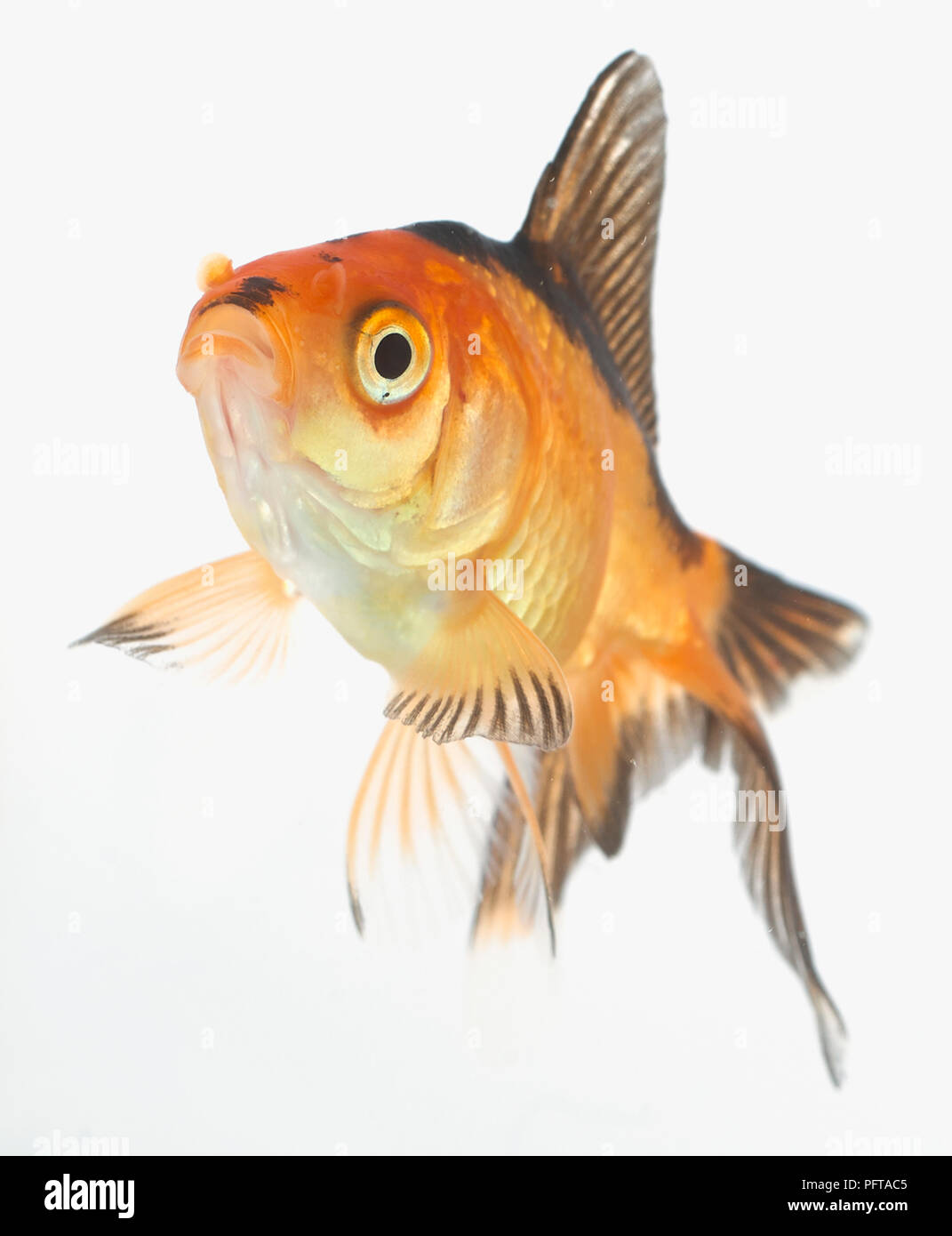 Fantail Goldfish Stock Photo