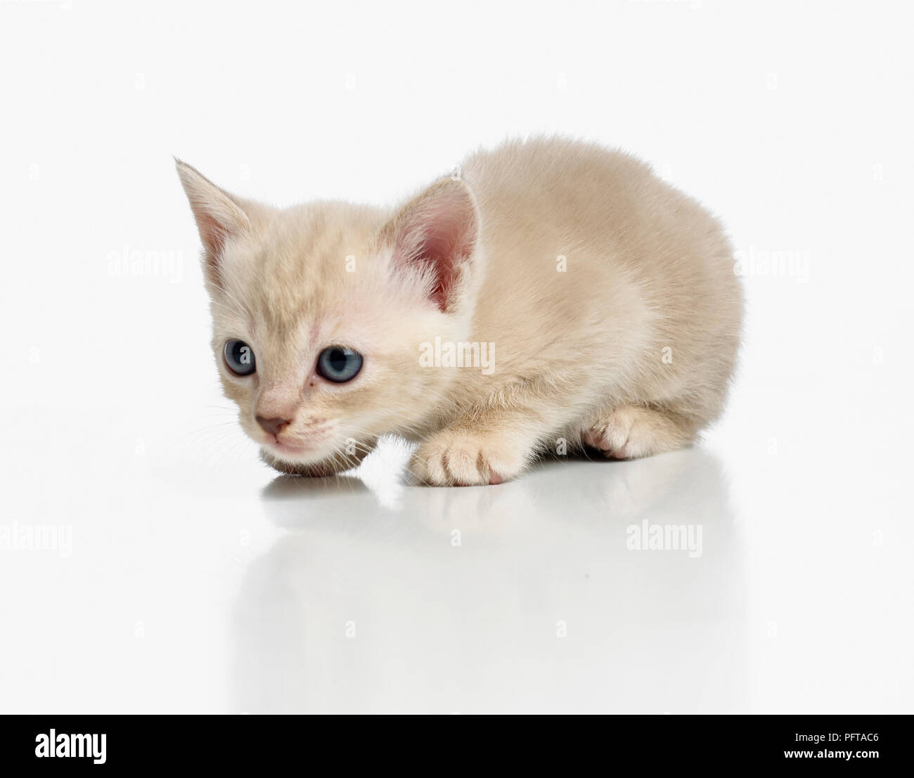 Burmese cross breed kitten Stock Photo