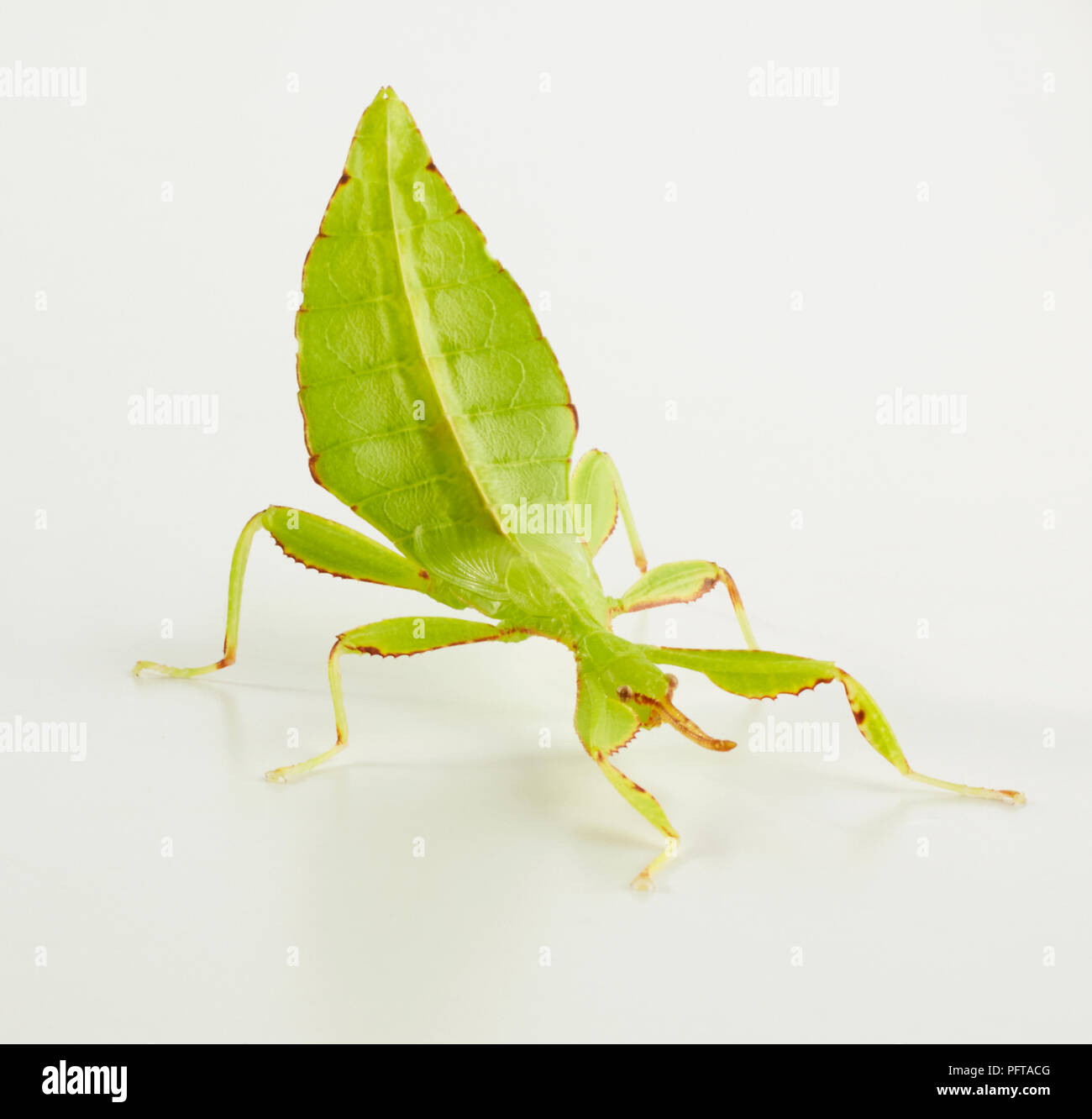 Leaf Insect, Walking Leaves (Phylliidae) Stock Photo