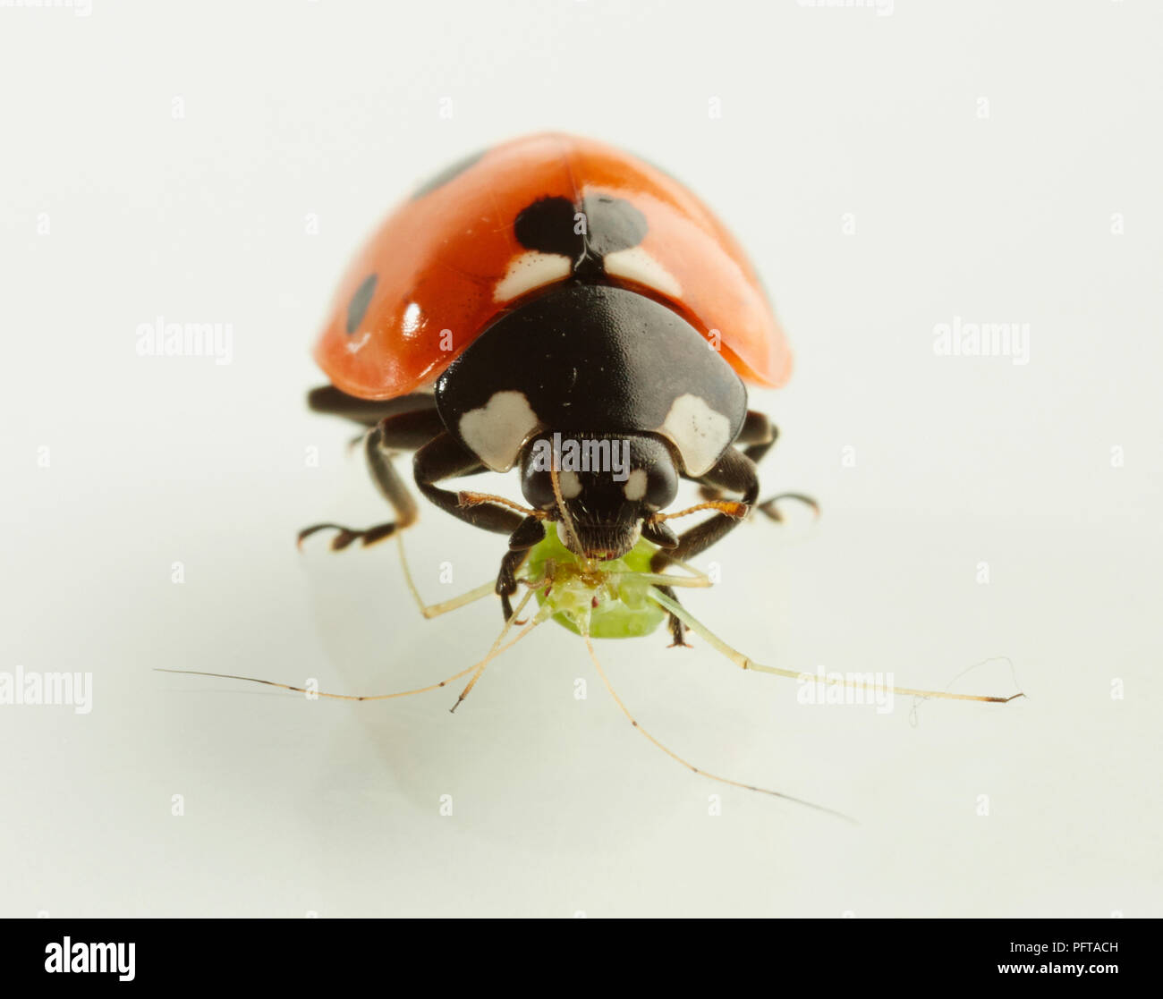 Seven-spotted Ladybird (Coccinella septempunctata), ladybird killing and eating smaller insect Stock Photo