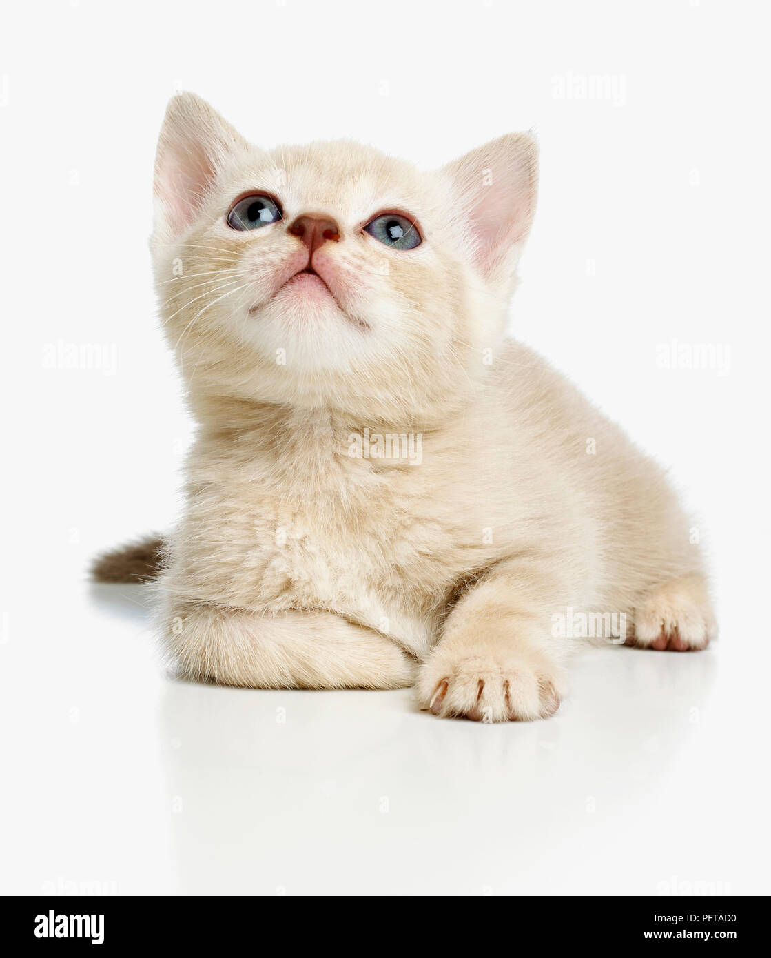 Burmese cross breed kitten Stock Photo