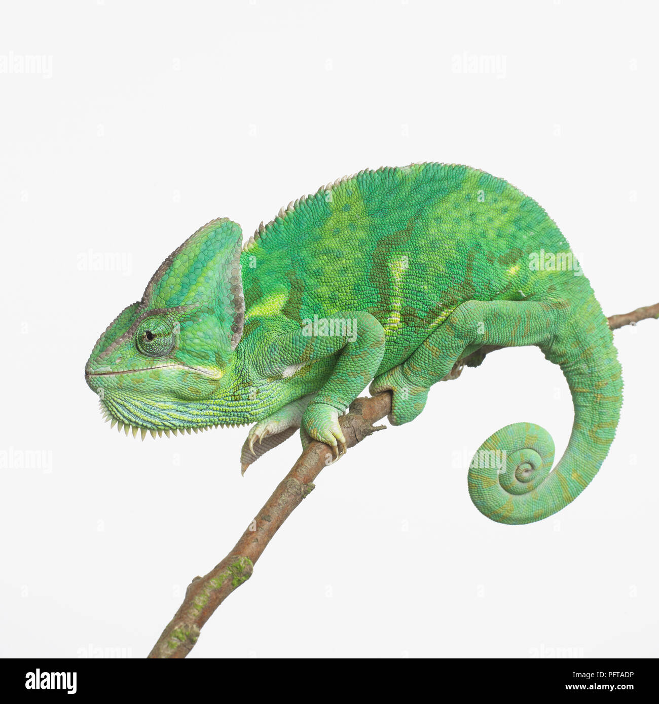 Yemen Chameleon, Veiled Chameleon (Chamaeleo calyptratus) Stock Photo