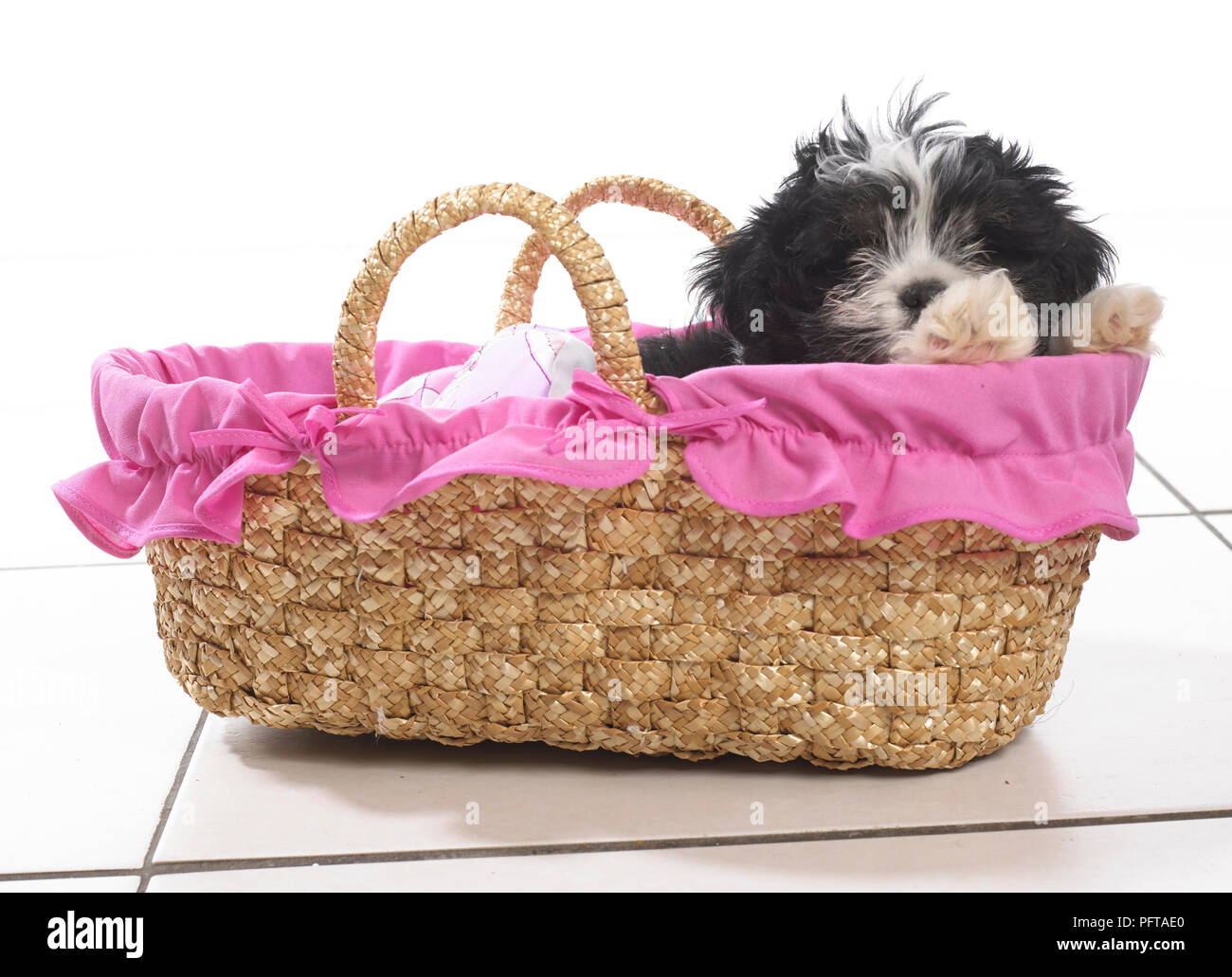 Black and white puppy sitting in pink fabric lined wicker basket Stock Photo