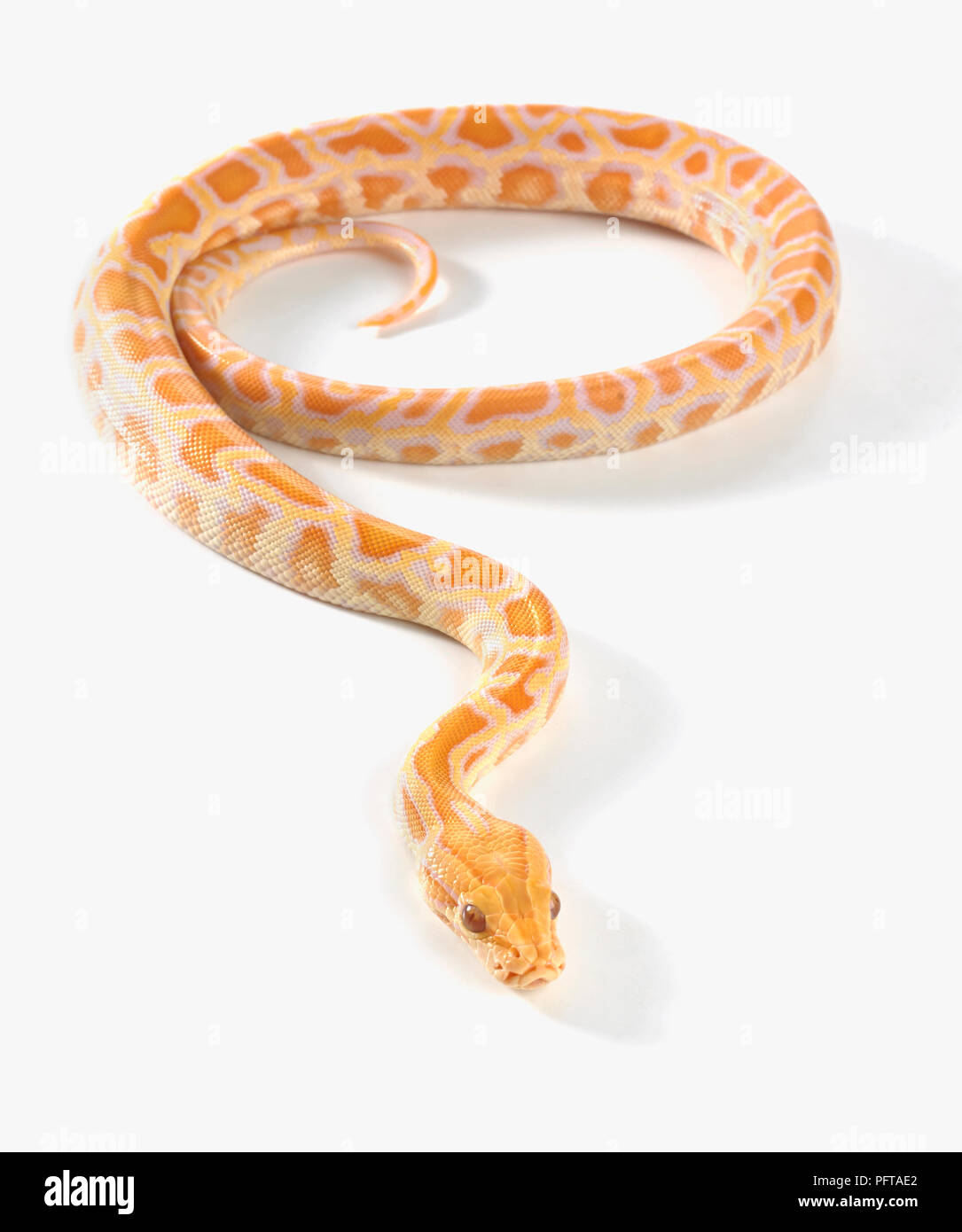Albino Burmese Python (Python bivittatus), 8-week-old male Stock Photo