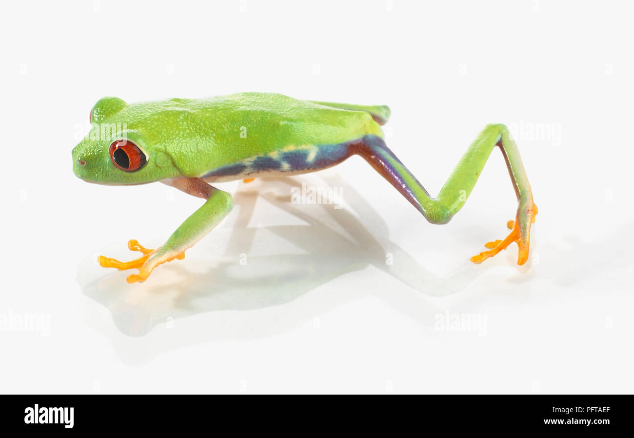 Red-eyed Tree Frog (Agalychnis callidryas) Stock Photo