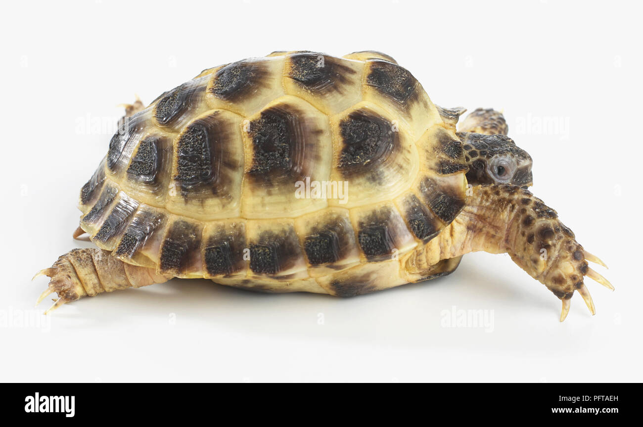 Young Horsefields Tortoise, Russian Tortoise (Agrionemys horsfieldii), 4-year-old Stock Photo