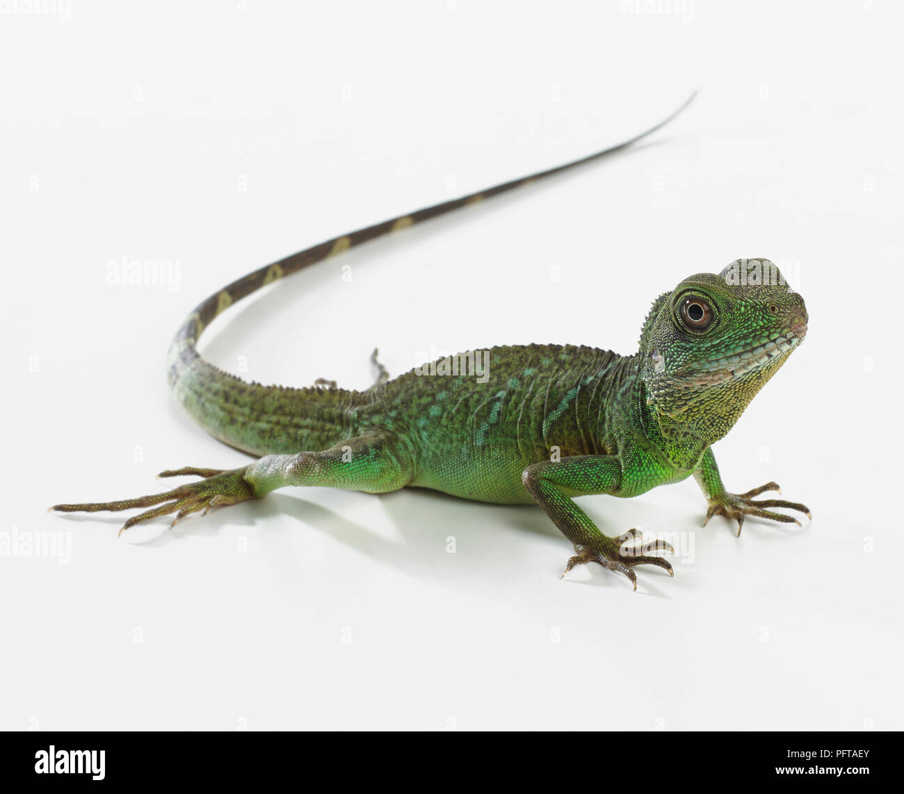 Green lizard (Lacerta viridis) Stock Photo
