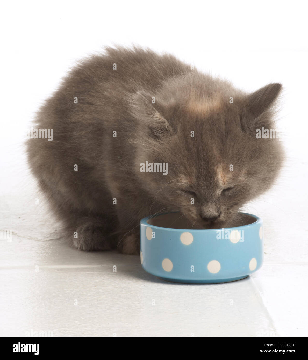Kitten drinking from bowl Stock Photo