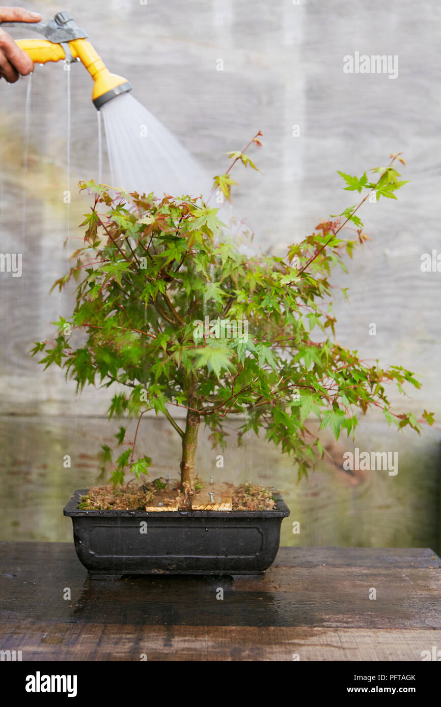 Watering air layered bonsai Acer palmatum (Japanese Maple Stock Photo