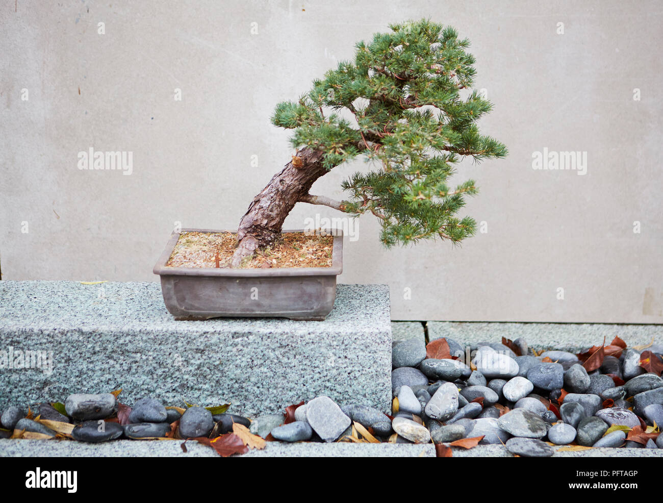 Bonsai windswept pine, Pinus parviflora 'Zui-sho' (Japanese White Pine) Stock Photo