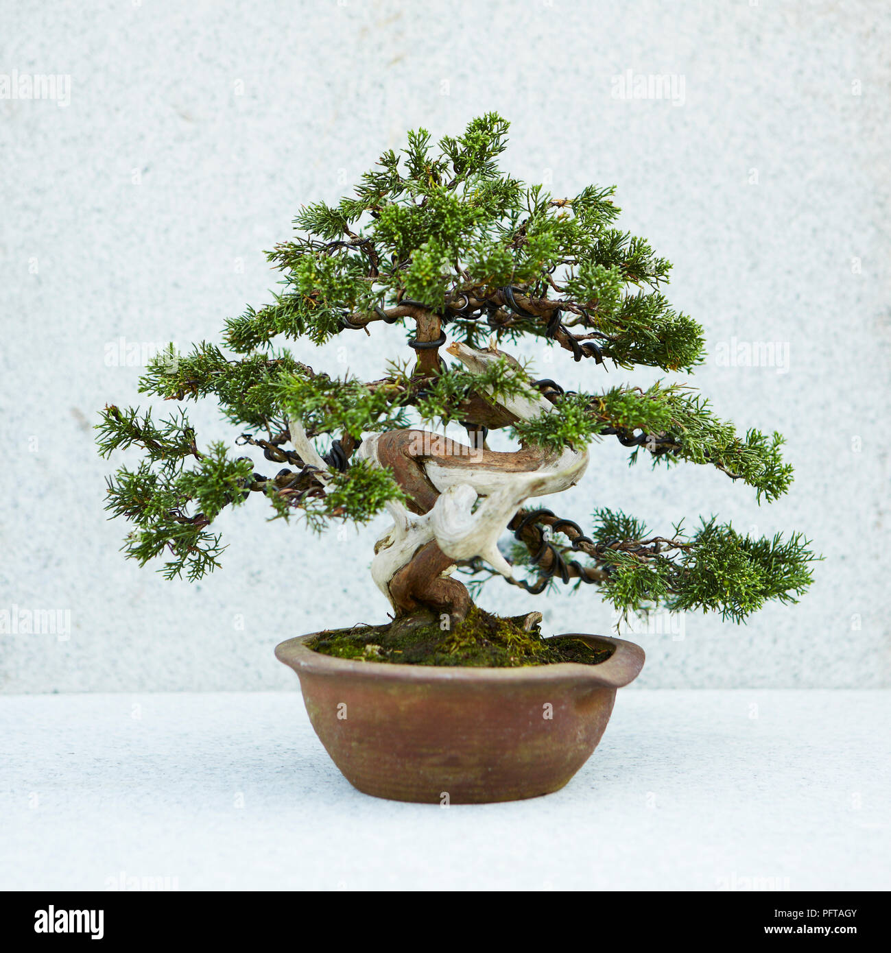 Bonsai Juniperus Chinensis 'Itoigawa' , Chinese Juniper bonsai tree Stock Photo