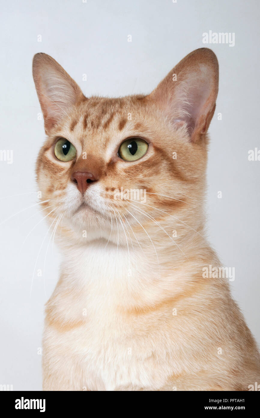 Australian Mist shorthair cat Stock Photo