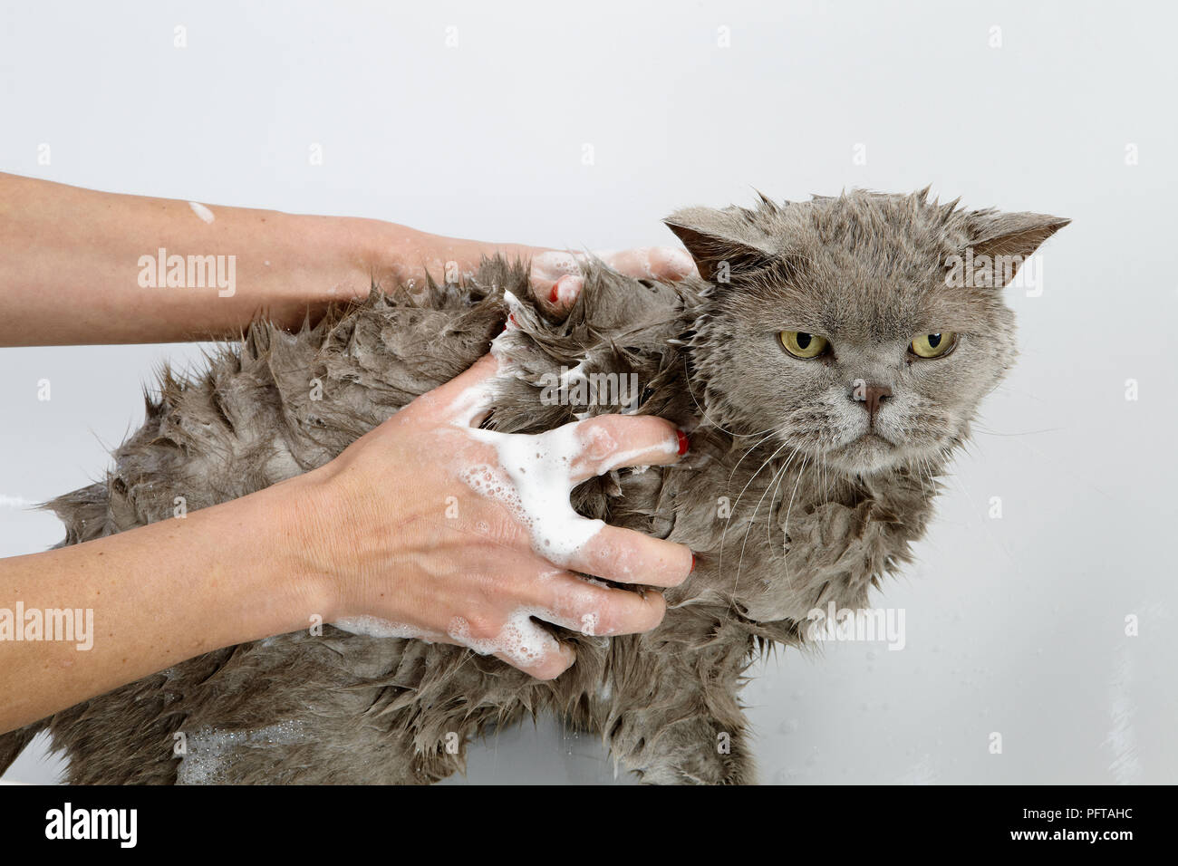 Blue british shorthair bathing sequence hires stock photography and