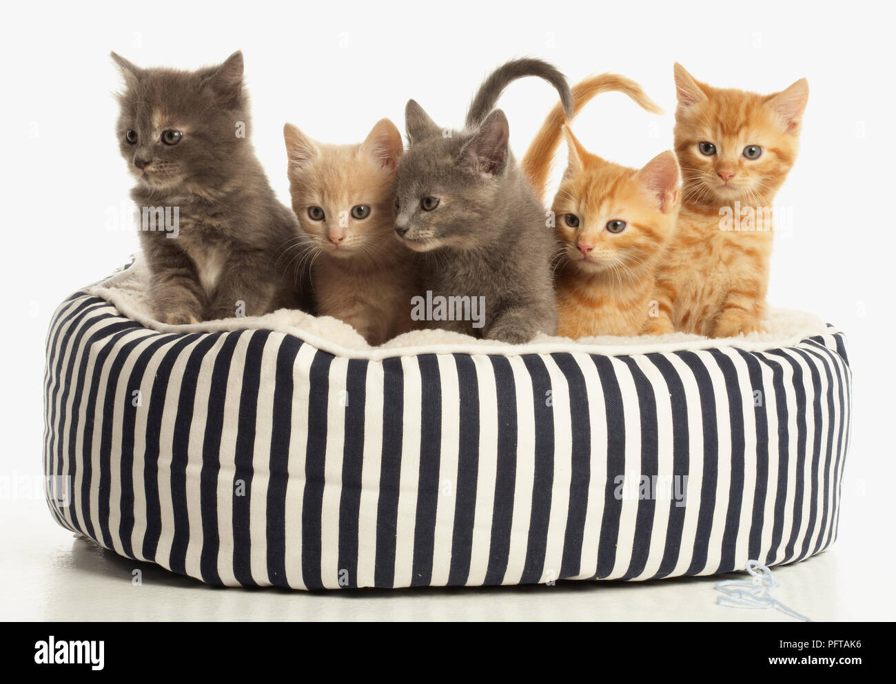 Kittens in cat bed Stock Photo
