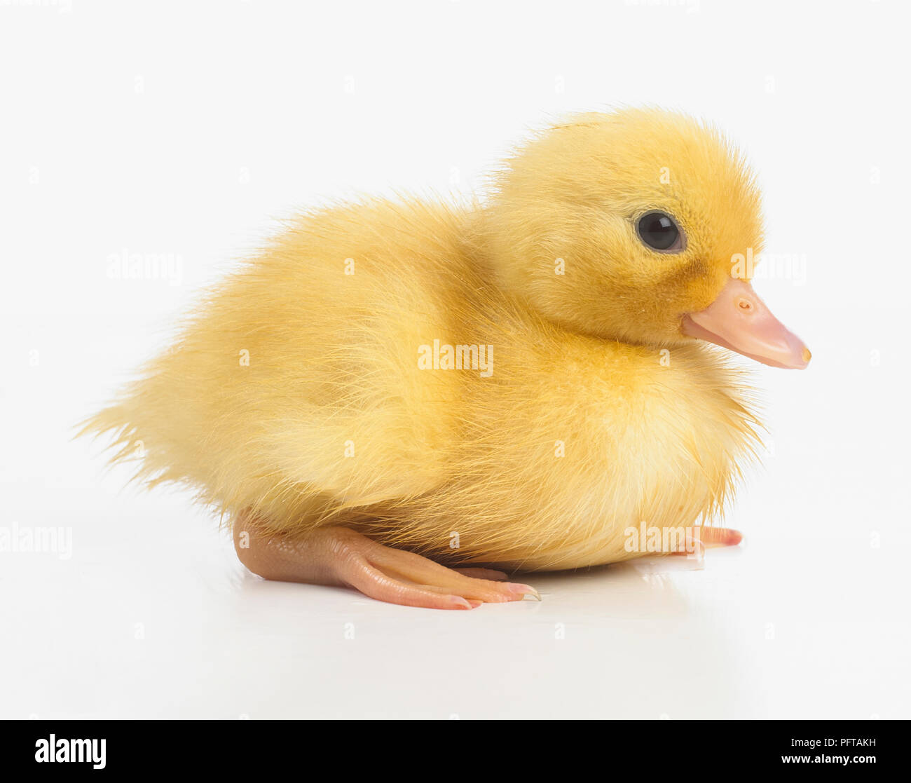 Yellow duckling, Call Duck Stock Photo