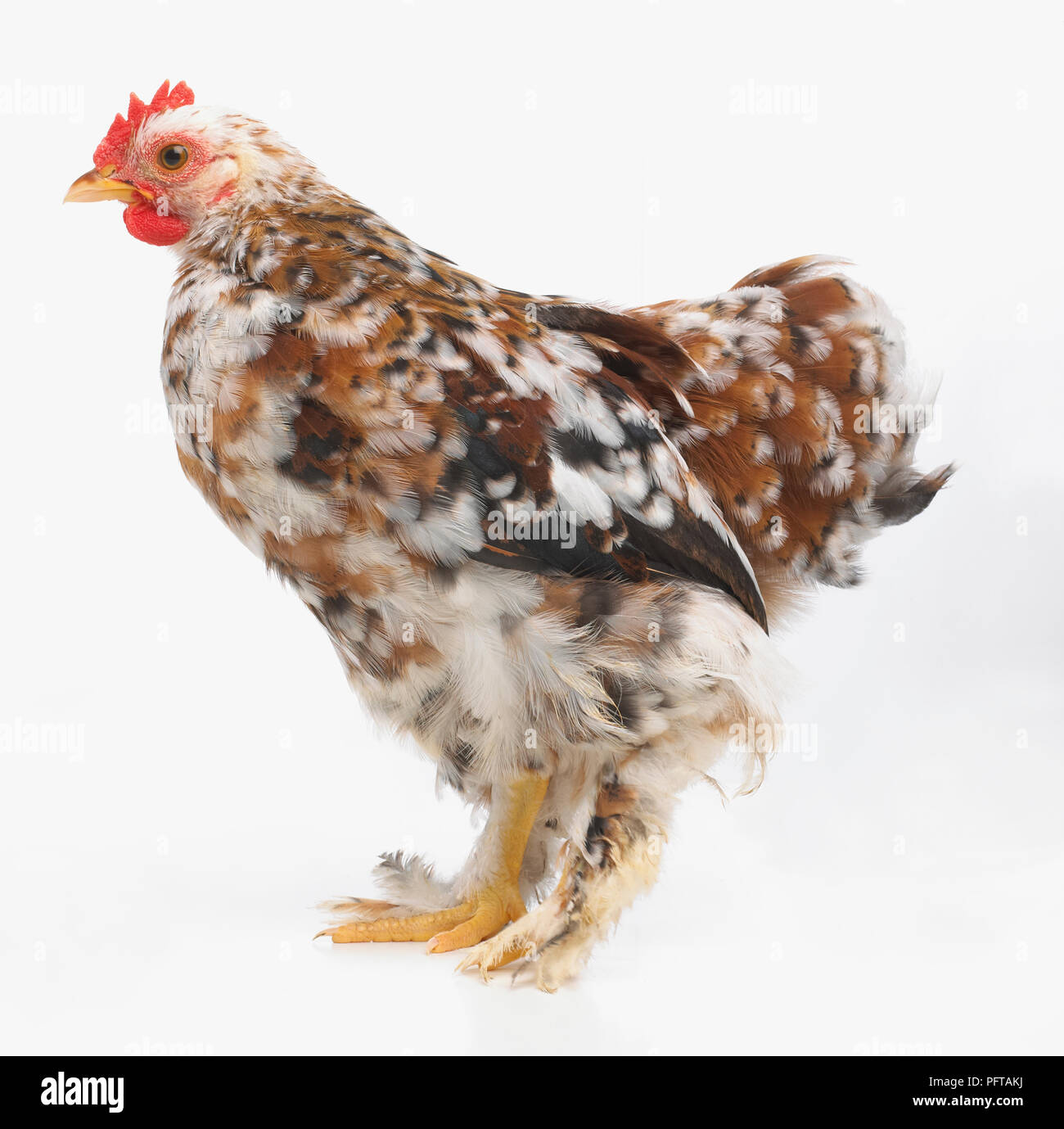 Young, speckled Bantam cockerel or rooster, 2-month-old Stock Photo