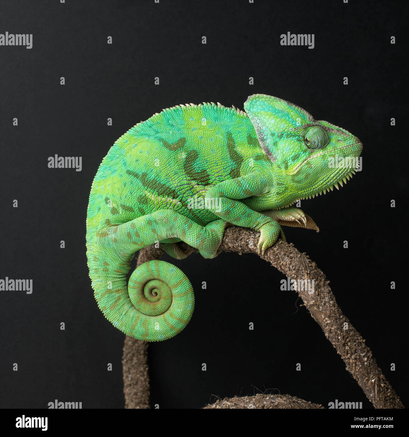 Yemen Chameleon, Veiled Chameleon (Chamaeleo calyptratus) Stock Photo