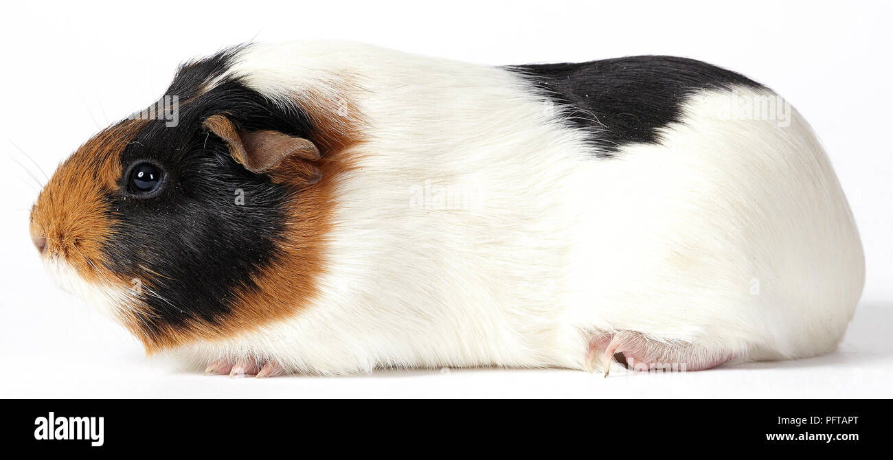 Brown White Black Guinea Pig Stock Photos Brown White Black