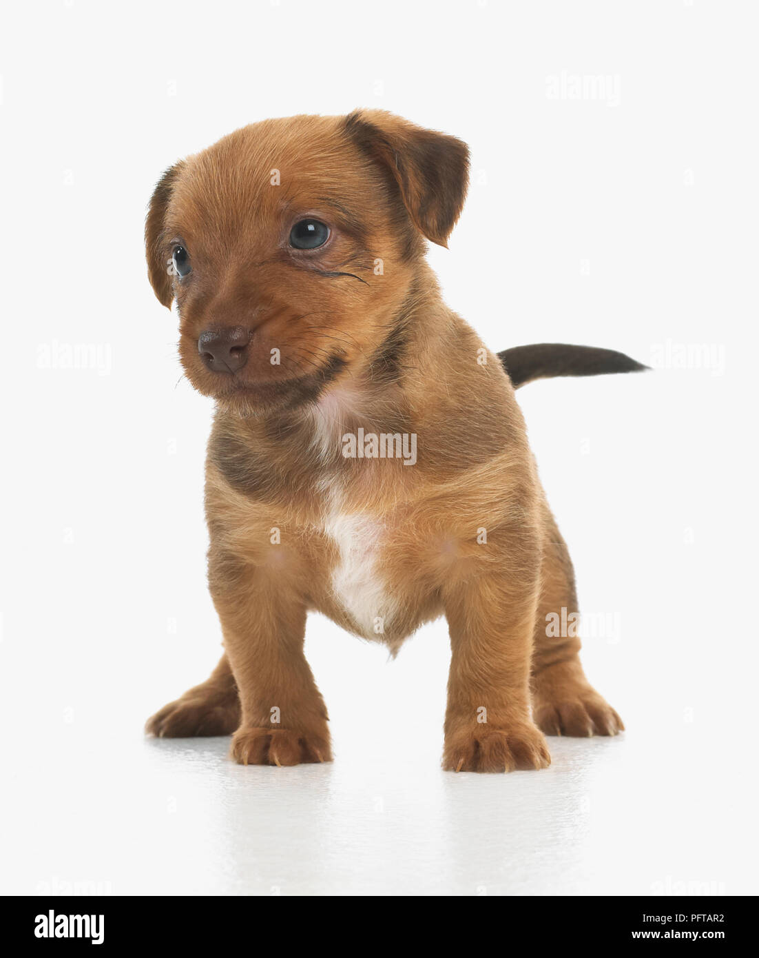 Jack Russell Lakeland Terrier cross, puppy, 5-week-old Stock Photo
