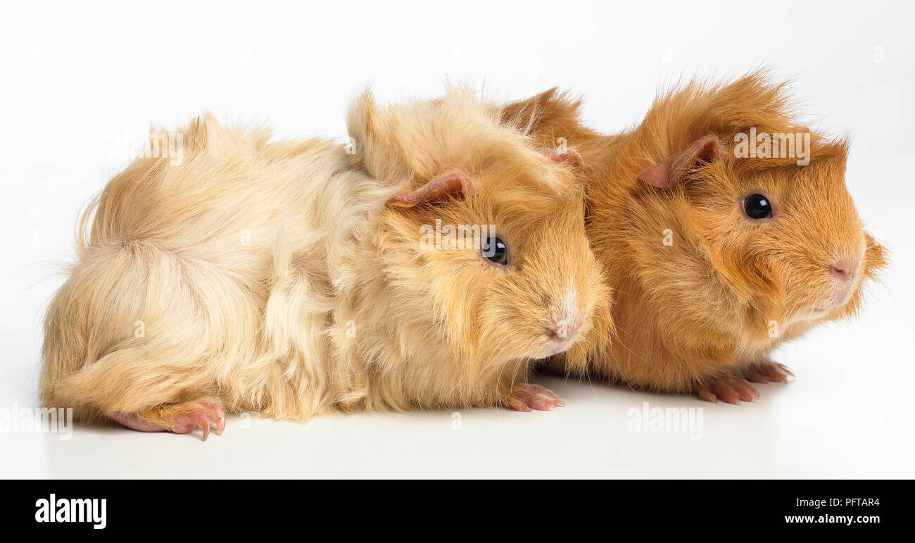 Guinea pigs, Abyssinian guinea pigs, young Abyssinian guinea pigs Stock Photo