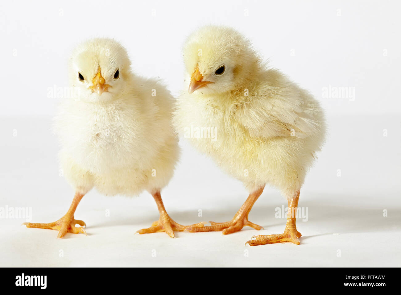 Light Sussex chicks Stock Photo