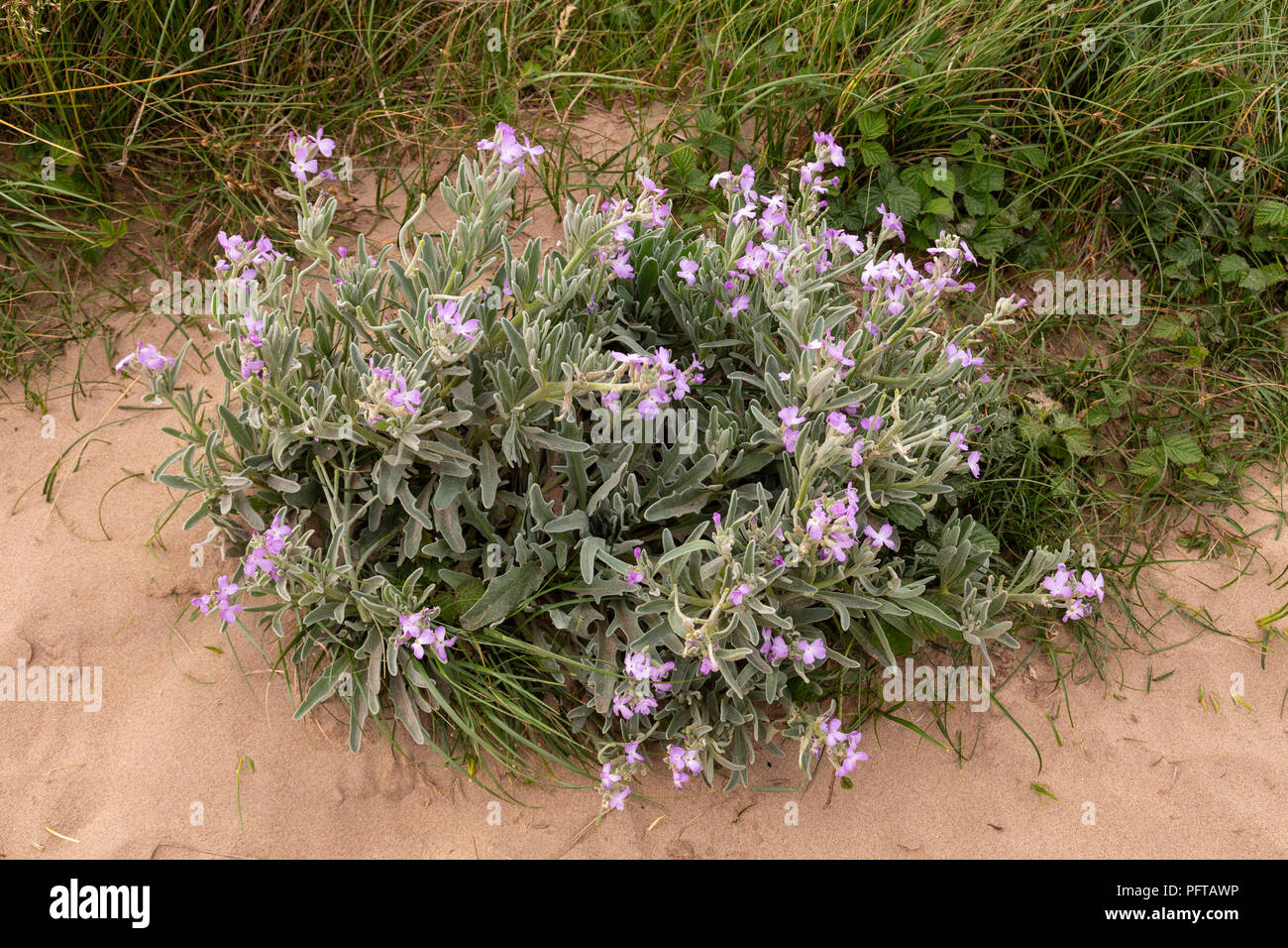 Seaside plant in flower in sand on Rhossili beach, South Wales Stock Photo