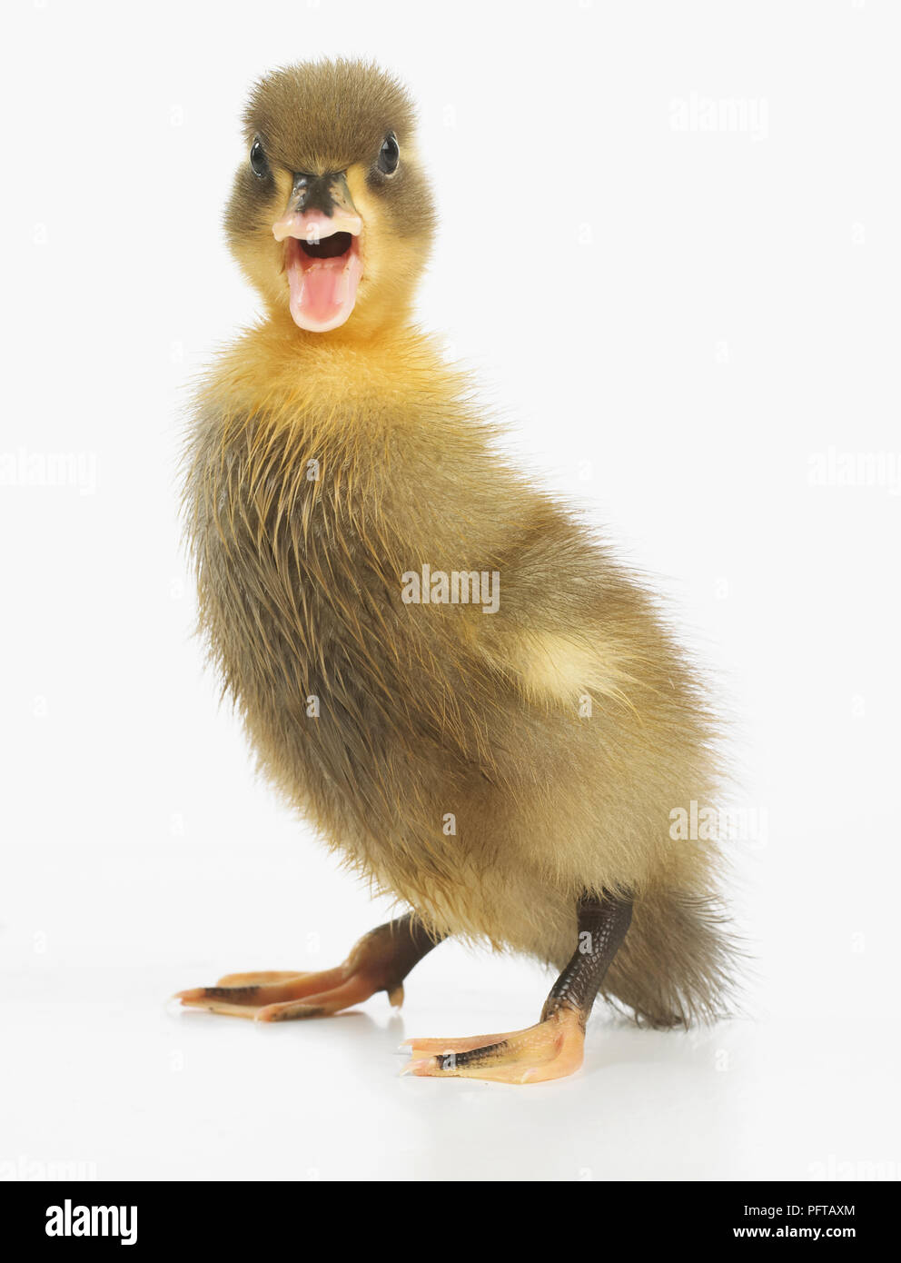 Duckling with brown feathers, Call Duck Stock Photo